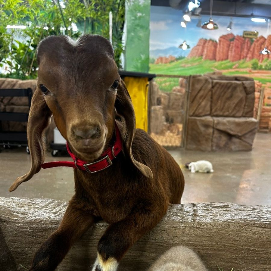 쥬벅스 앤 쥬니멀