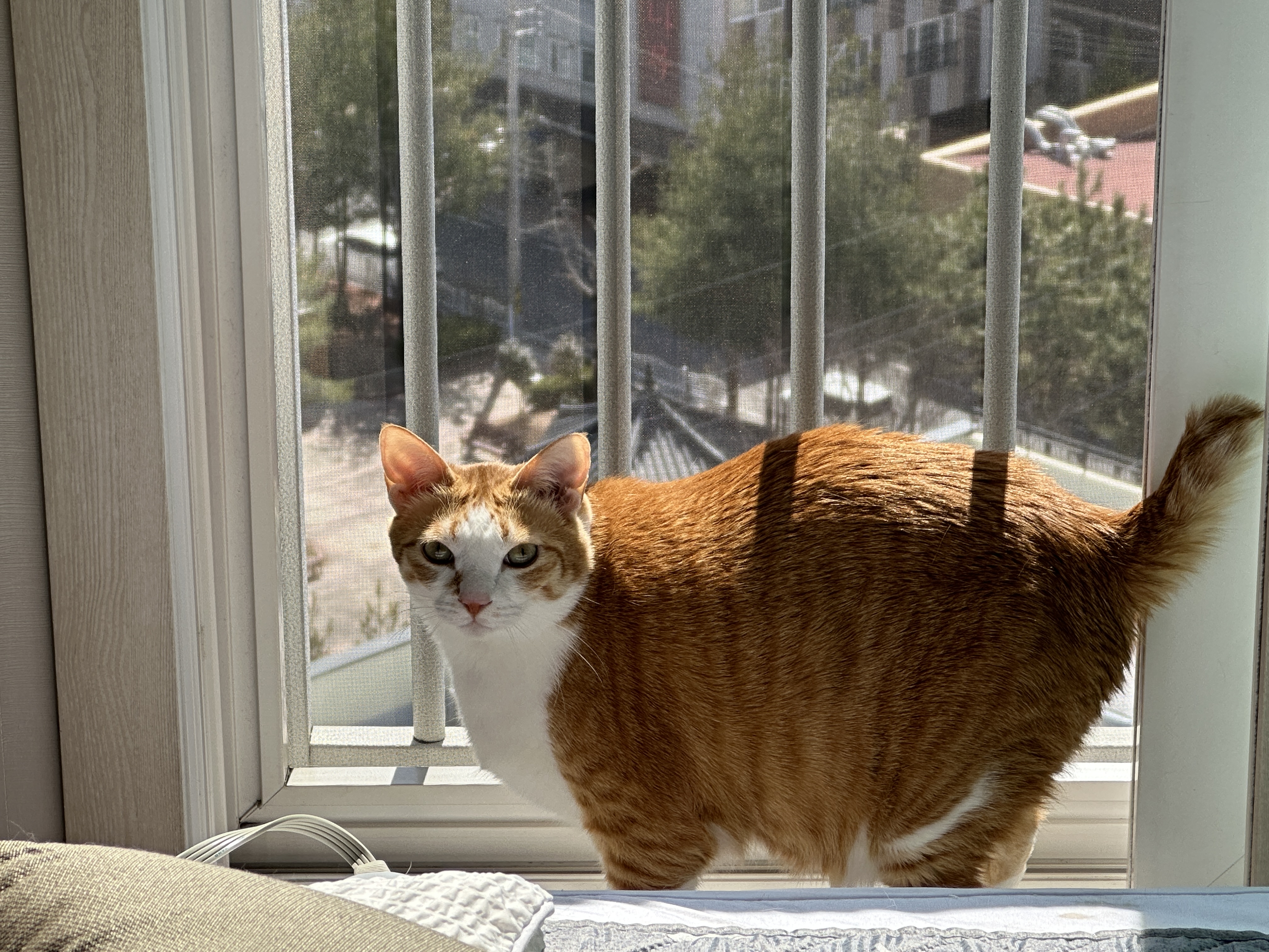 냥냥이에 햇살이 더해지면 사랑스러움 (feat. 방묘창이 꼭 필요한 이유)