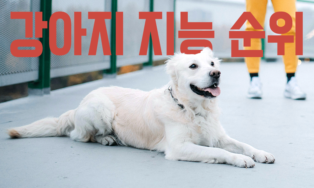 강아지-지능