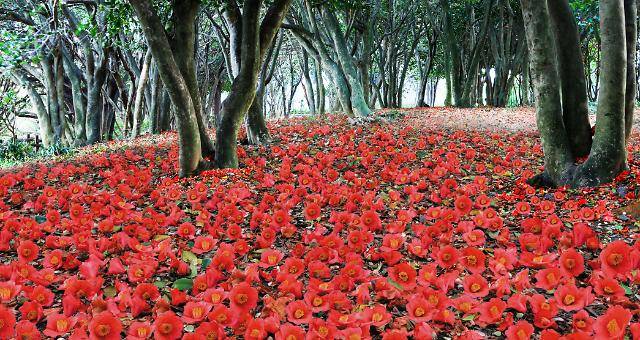 전국 동백꽃 명소 추천2 전남 여수 오동도
