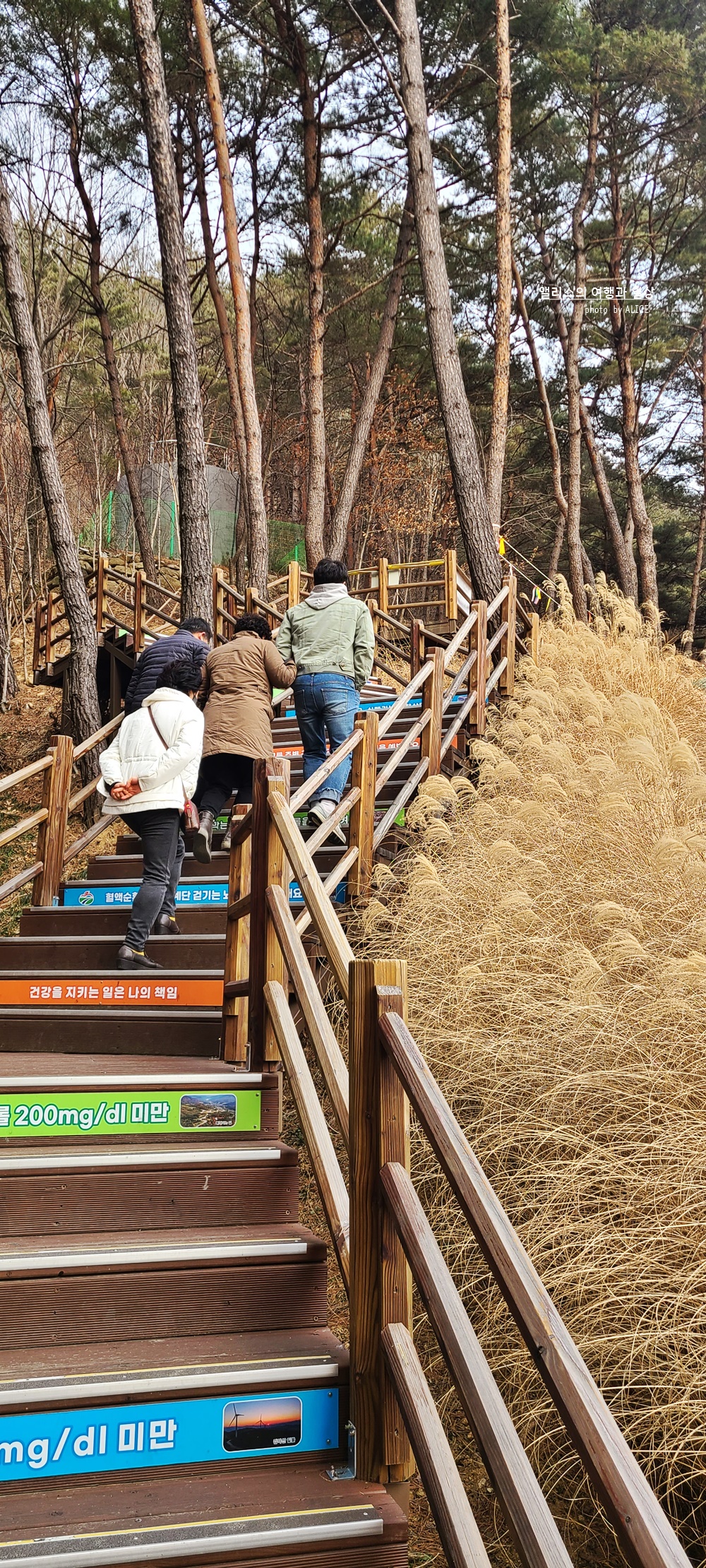 거창 Y 자형 출렁다리 (입장권 현장구매가능) 경남 가볼만한곳