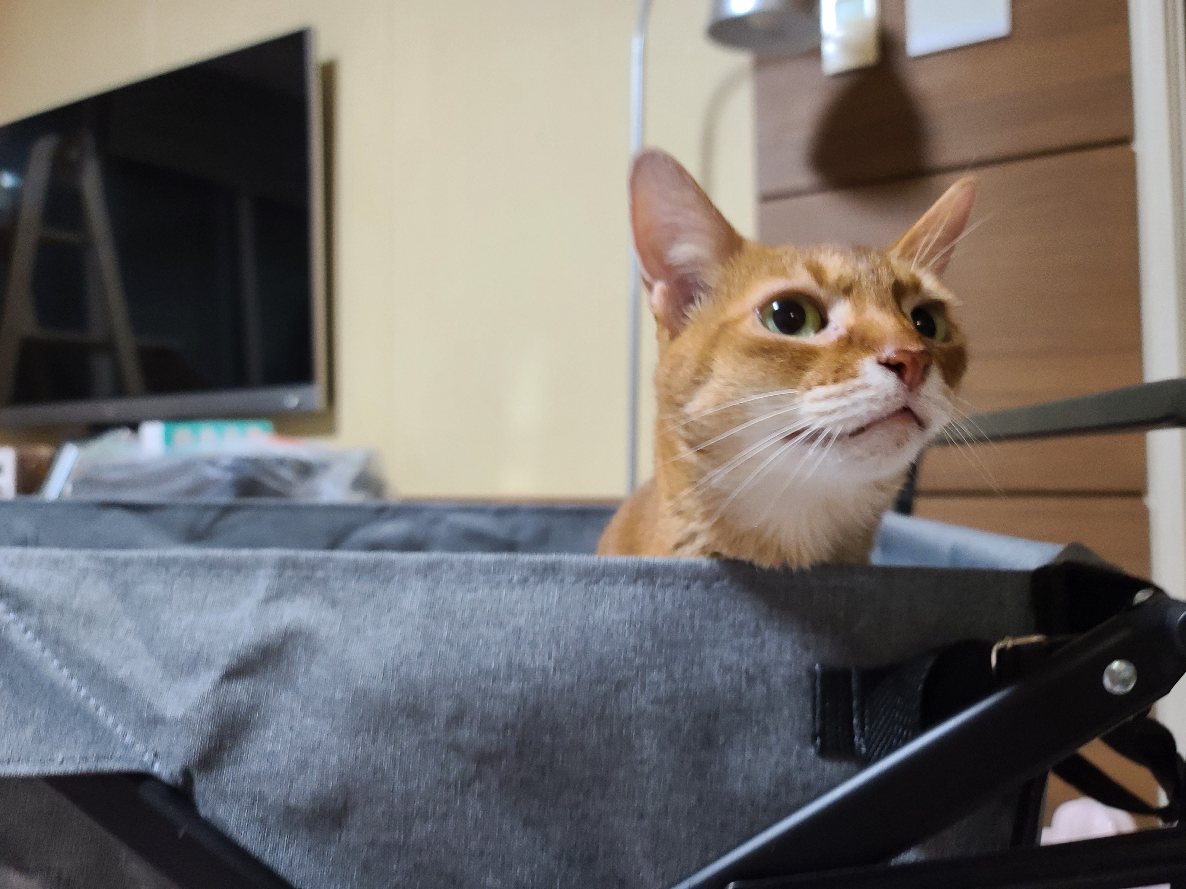 고양이들에게 새로운 놀이터가 생겼다!