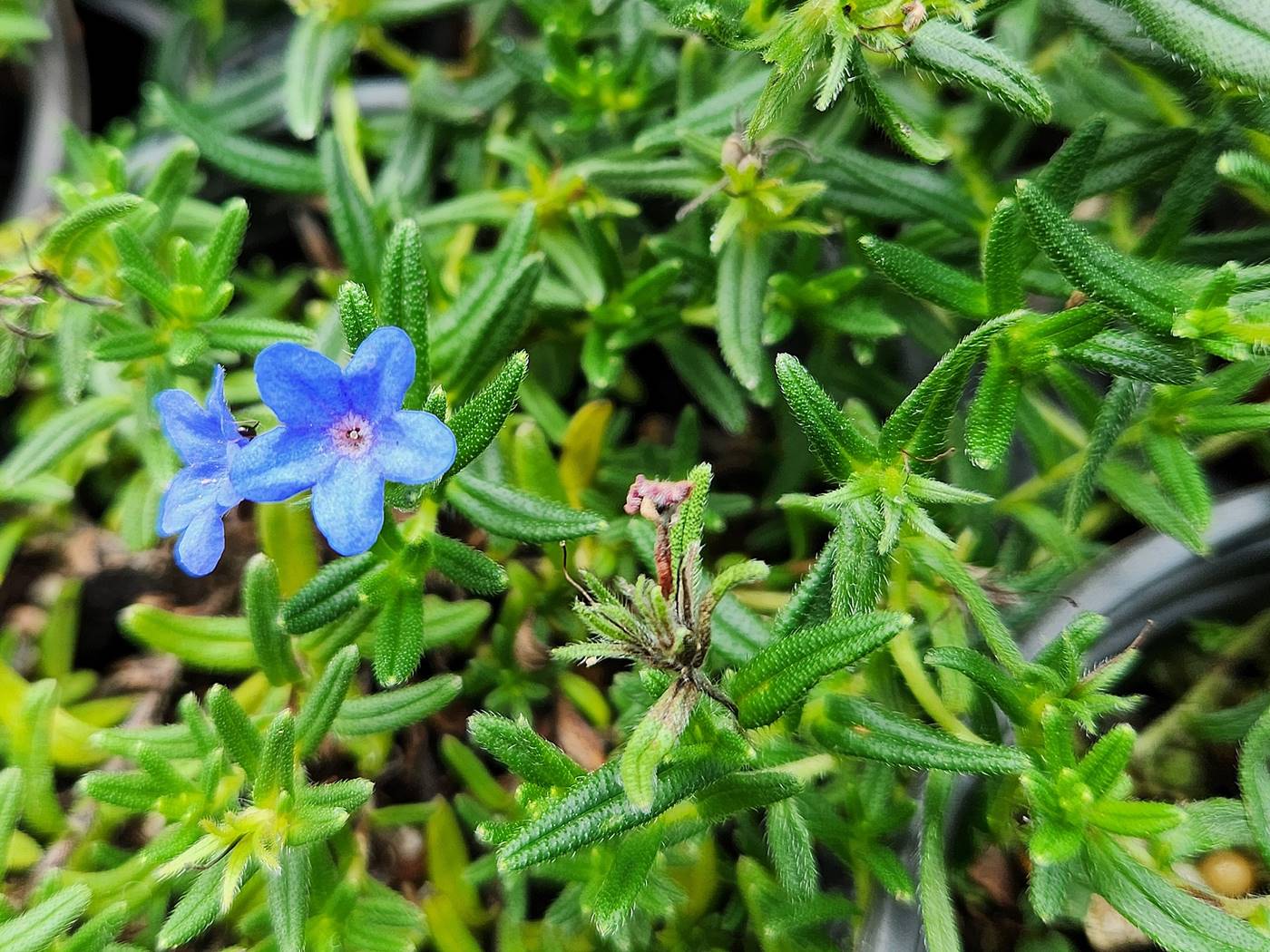 리소도라(이사도라) Lithodora