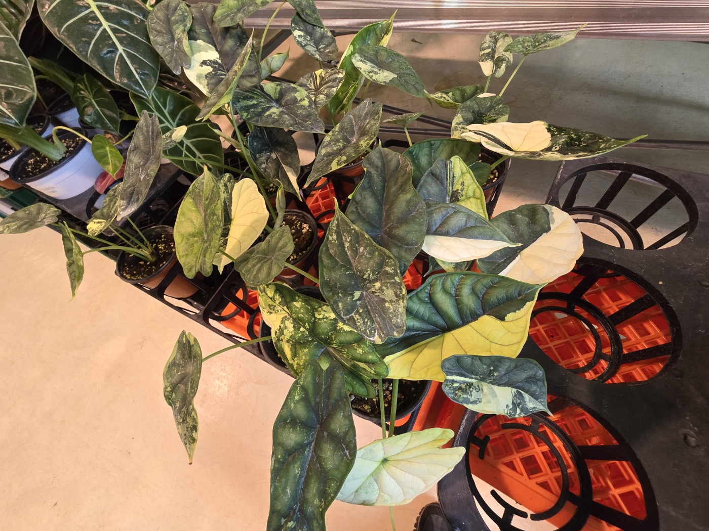 로이스터스카페내에있는 화려한 식물들