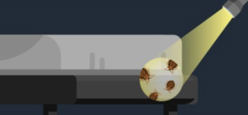 빈대 확인법 빈대 물린 자국 빈대 퇴치(+2024)