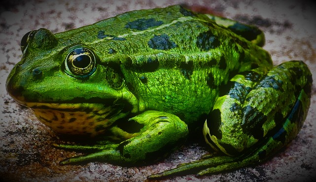 야생 개구리 모습