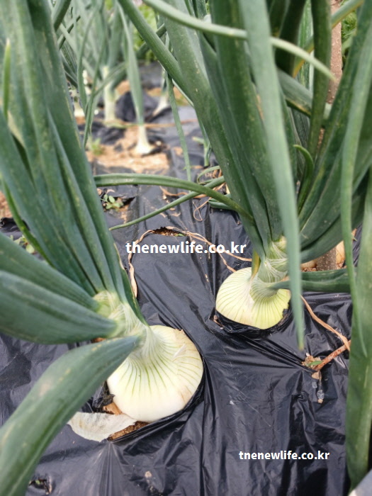 흙 위로 굵고 단단하게 자라난 양파 알뿌리와 줄기 부분을 가까이서 촬영한 고화질 실물 사진