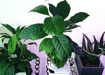 커피나무 재배 실내 재배 물 관리 가지 전정_12