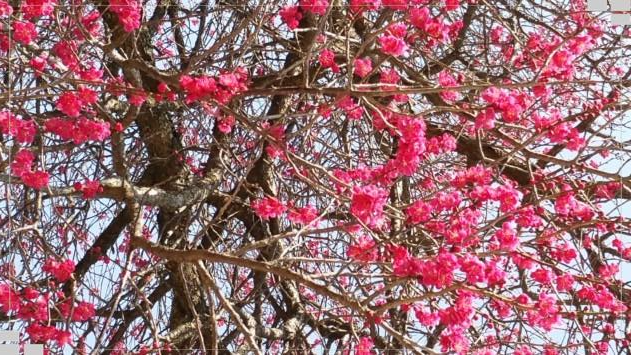 [구례 여행] 화엄사 홍매화 &ldquo;새벽 7시의 마법?&rdquo; 가장 예쁜 시간과 사진 명당 정리 (2026 봄여행)