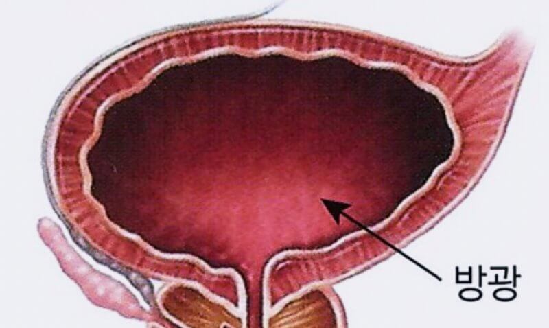 방광-해부도-그림
