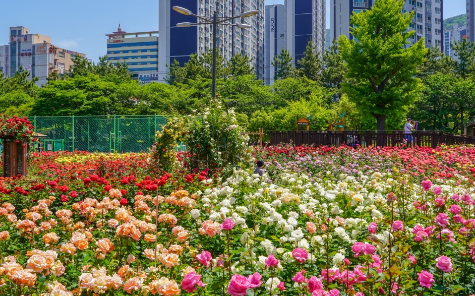 부산 화명장미공원 장미