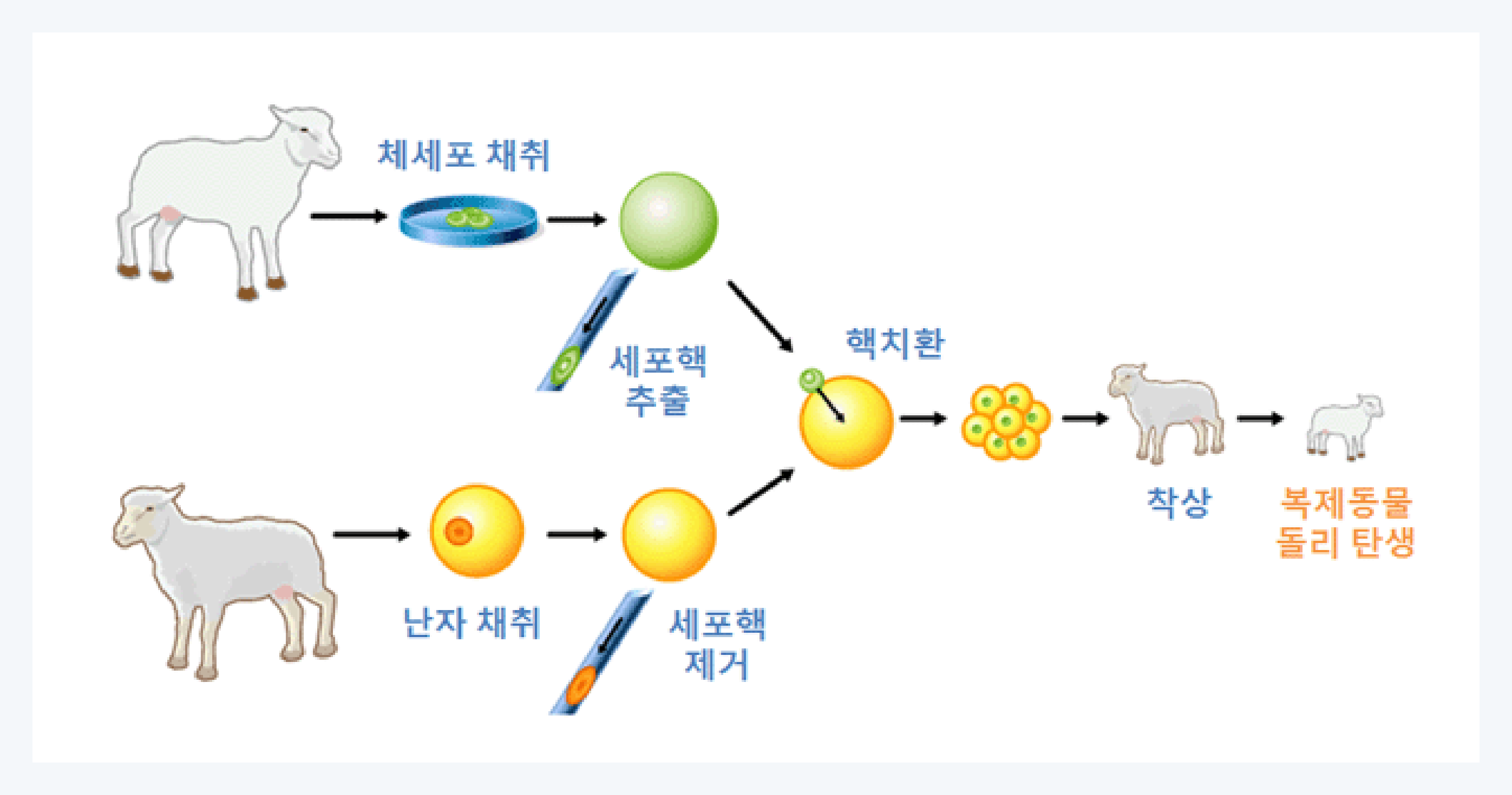 미키 17, 유전자 복제