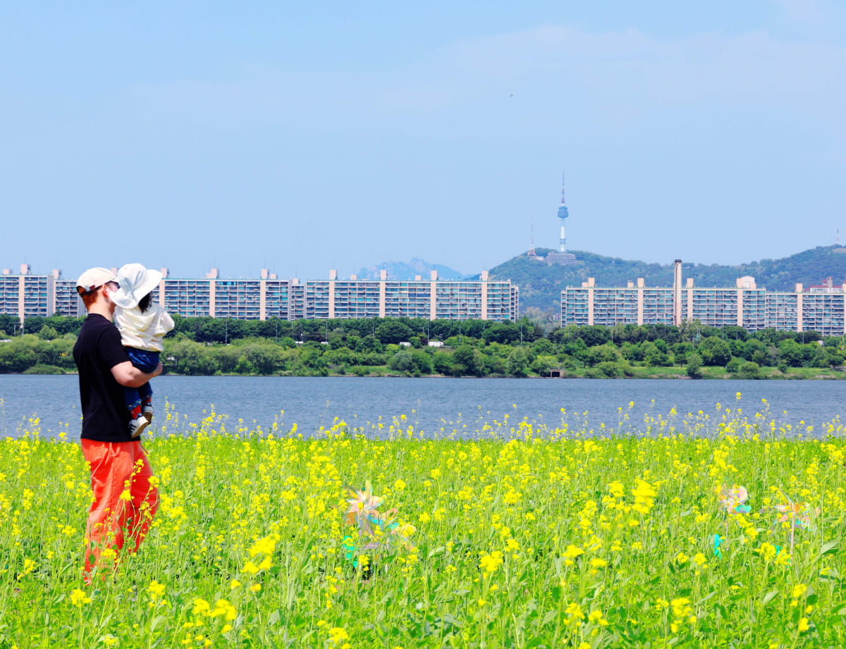 2024 한강 서래섬 유채꽃 축제 일정 정보, 장소 위치, 가는길, 놀거리