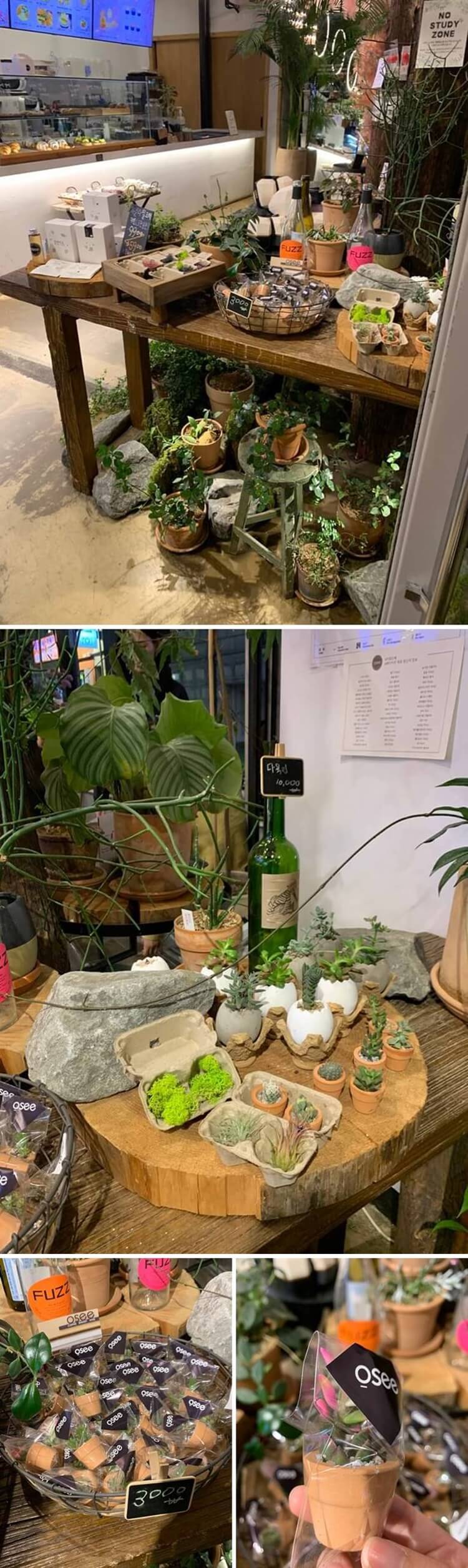 선인장 종류 식물들