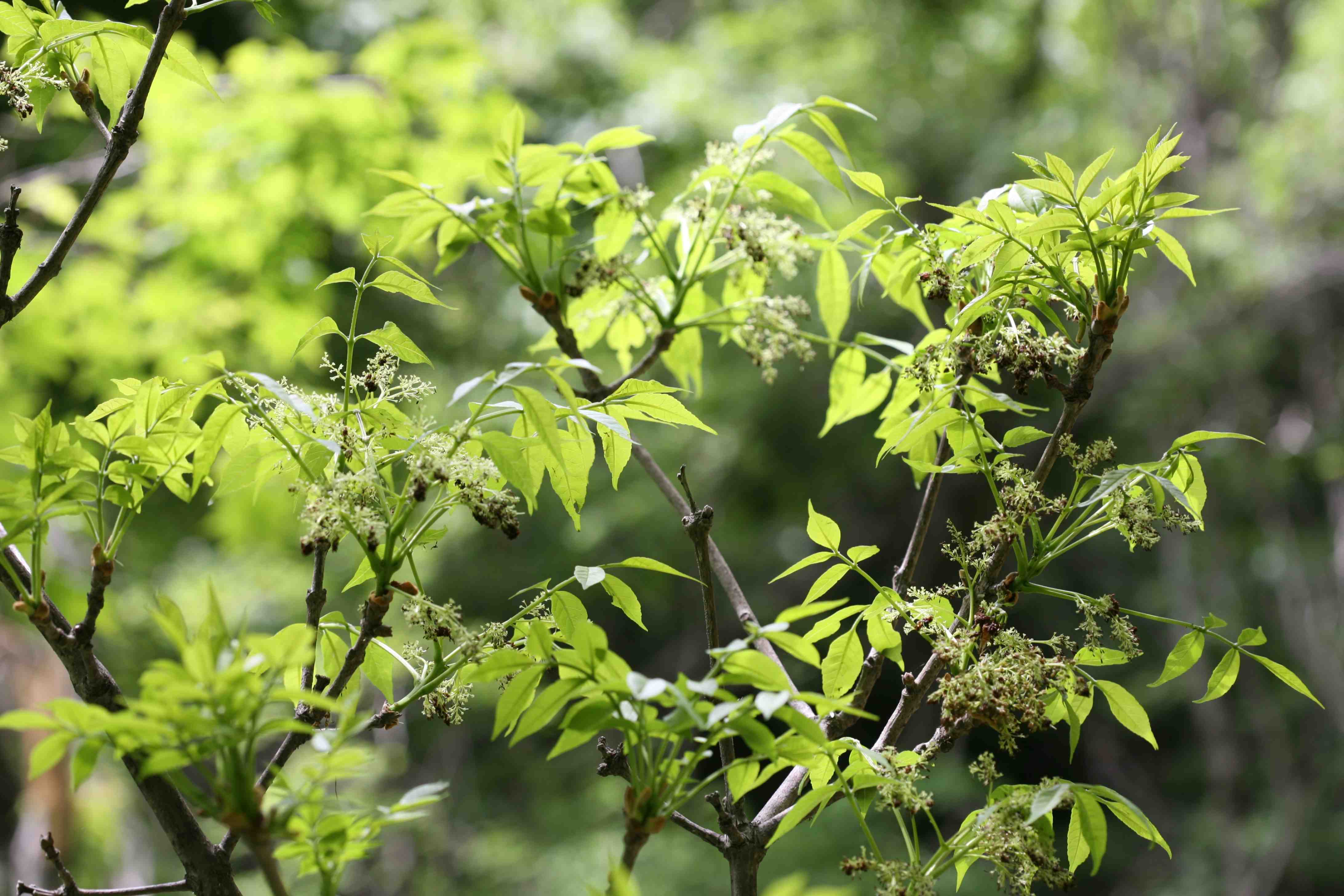 들메나무(Fraxinus mandshurica): 들메나무는 높이 20m 이상 자라는 낙엽성 활엽수로, 잎은 깃털 모양의 복엽이며 가을에는 황금빛 단풍이 든다. 습한 환경에서도 잘 자라며, 목재는 가구 및 건축 재료로 활용된다. 주로 강변이나 습지 주변에서 발견된다.