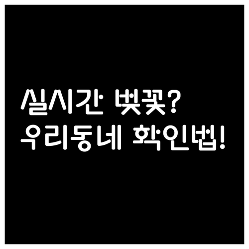 오늘 벚꽃 폈을까 실시간 개화 상태와..