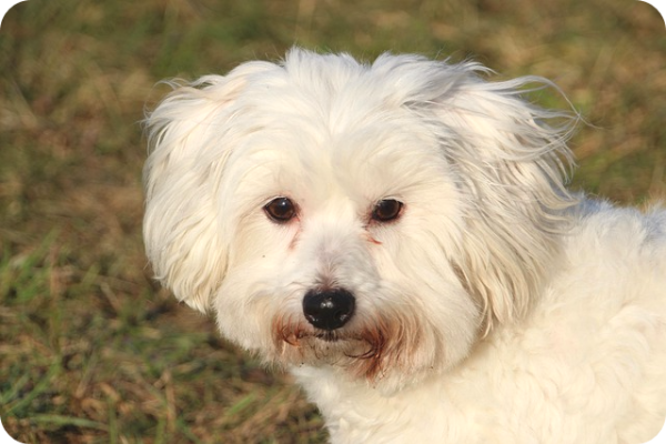 강아지 눈물자국의 원인과 방지 방법