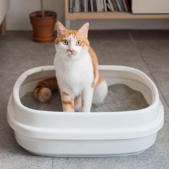 고양이 모래