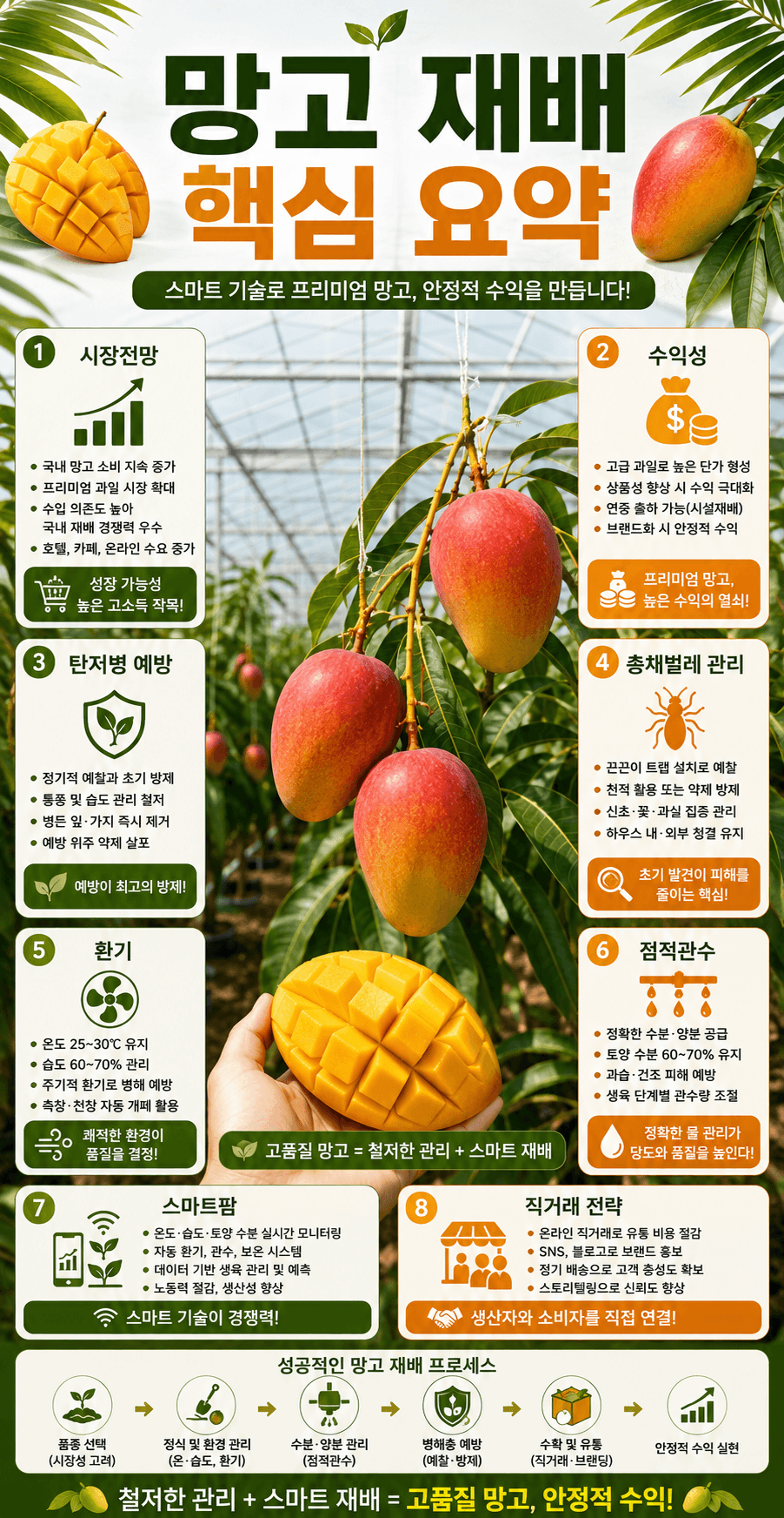 망고 재배 핵심요약 인포그래픽