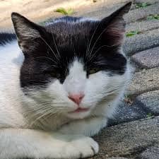 새끼고양이 귀청소
