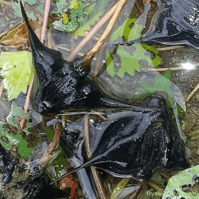 마름 열매 효능