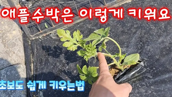 초보 수박 순치기 열매 크게 키우는 방법_4