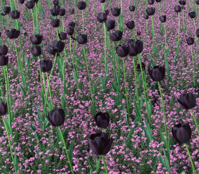 Black Beauty