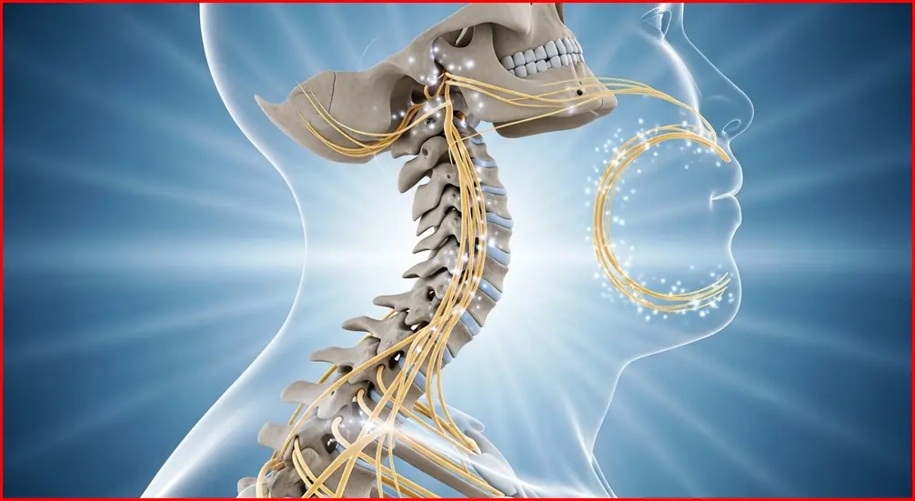 정상적인 C자형 목뼈 곡선을 보여주는 의학 전문 그래픽