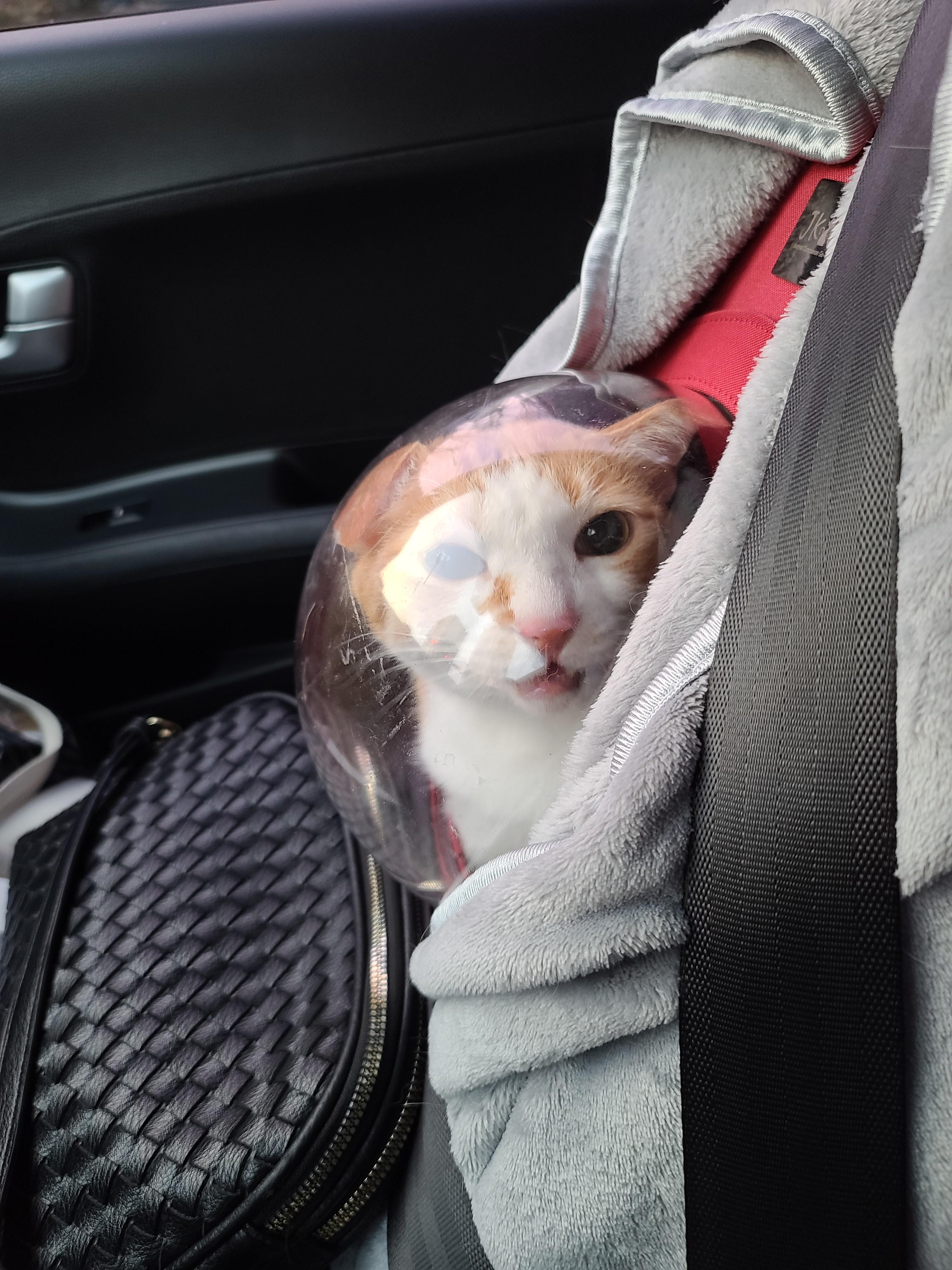 황달로 인한 호야의 입원. 고양이 황달.