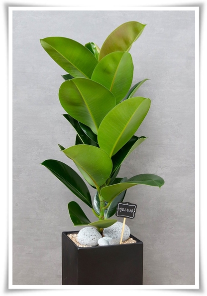 "고무나무 키우기" 실내 정원에 매력을 더하는 초록 친구!