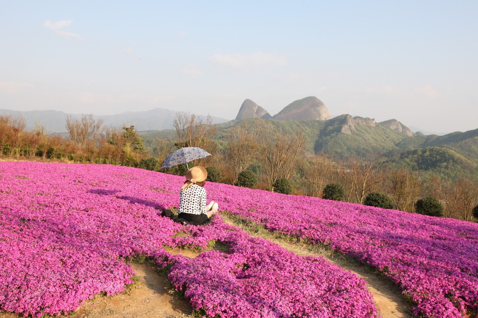 진안 꽃잔디 동산3