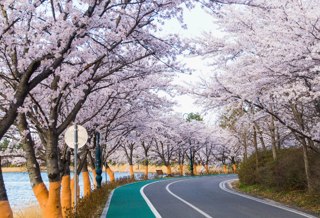 벚꽃명소