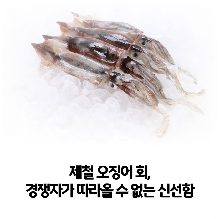 제철-오징어-회