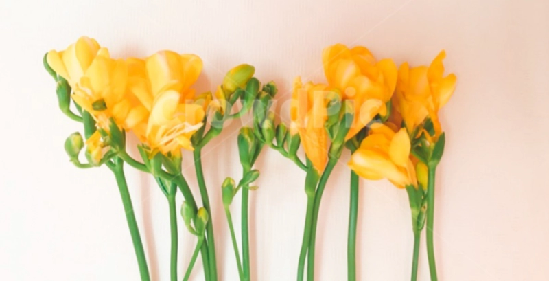 프리지아 향수 꽃다발 정보