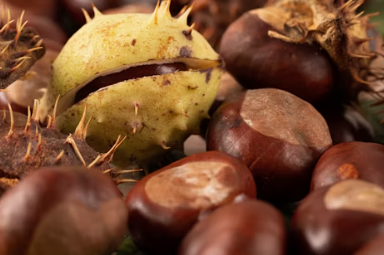 군밤장사에 대하여 알아보기