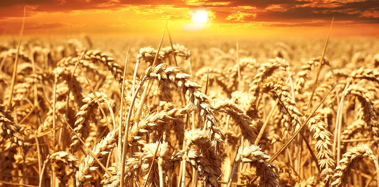 대장에 좋은 음식과 관련된 사진 - 12