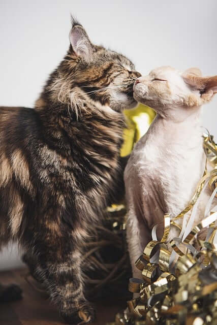 고양이꿈&amp;#44; 고양이 나오는 꿈&amp;#44; 고양이꿈해몽&amp;#44; 고양이 나오는 꿈해몽 흉몽?