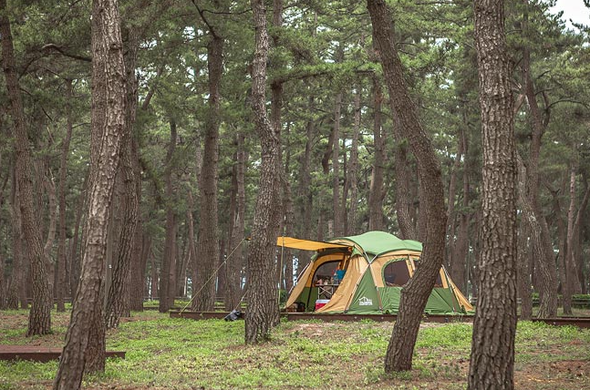 연곡 솔향기 캠핑장