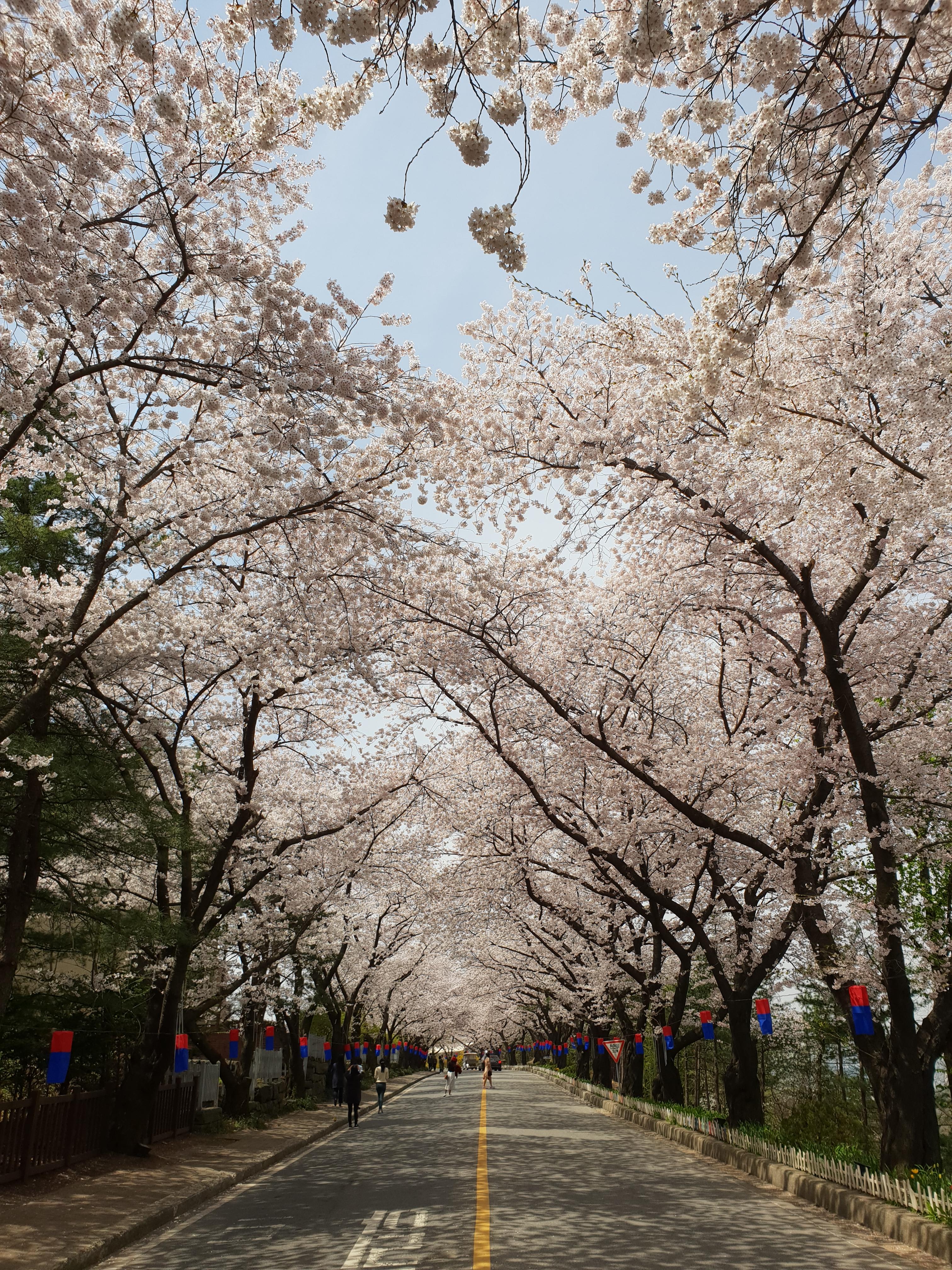 벗꽃길
