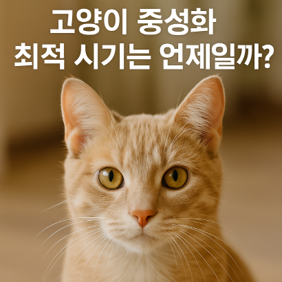고양이 중성화 언제 해야 할까? 생후 4개월 vs 6개월?