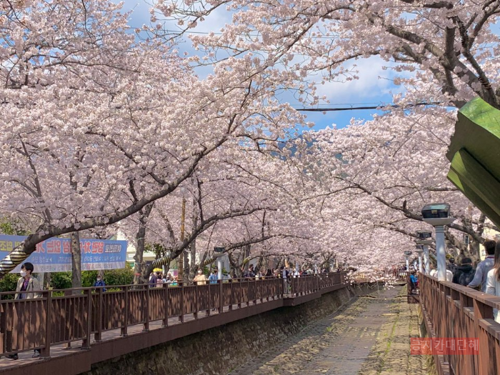 진해-군항제