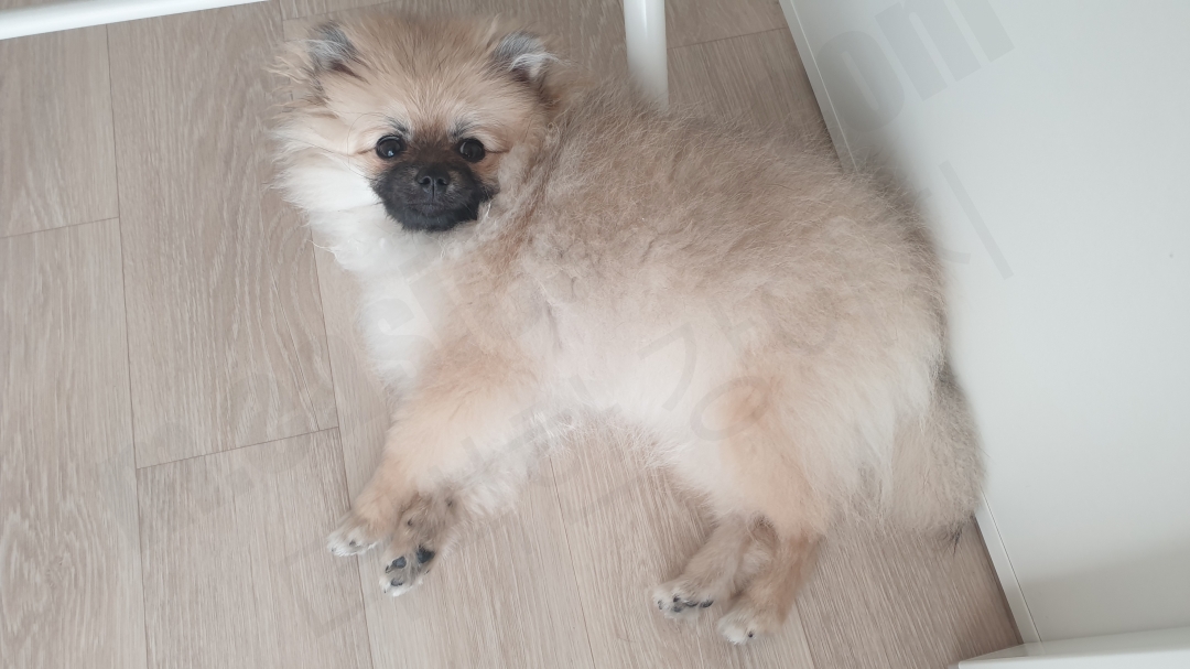 6개월 세이블 포메라니안