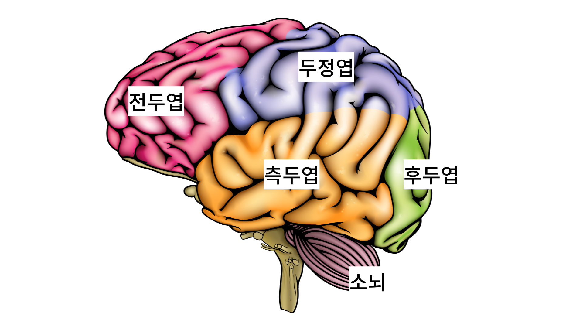 대뇌_피질구붖