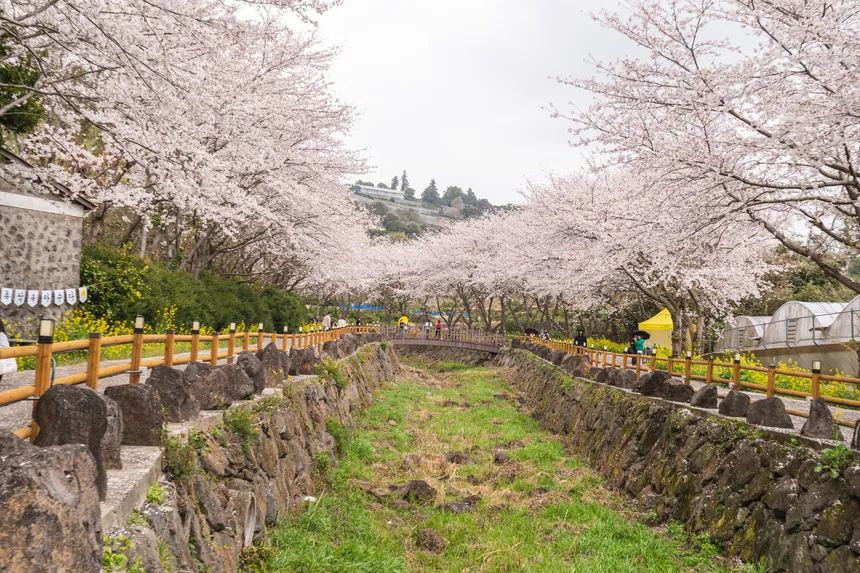 제주 서홍동 골목 사이 흐드러진 벚꽃과 돌담이 어우러진 조용한 봄날의 풍경