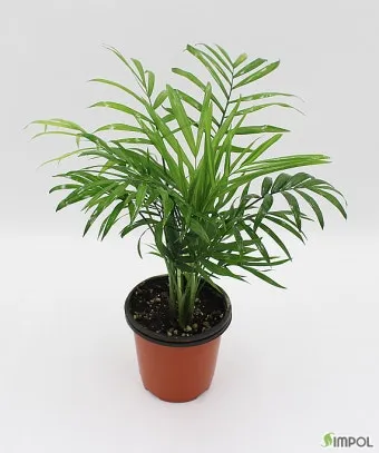 테이블야자 키우기 물주기 실내위치 통풍관리 사무실과 집 모두 적용_6