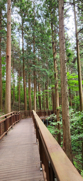 편백나무 성지, 장성 치유의숲 정상 주변의 나무 데크길