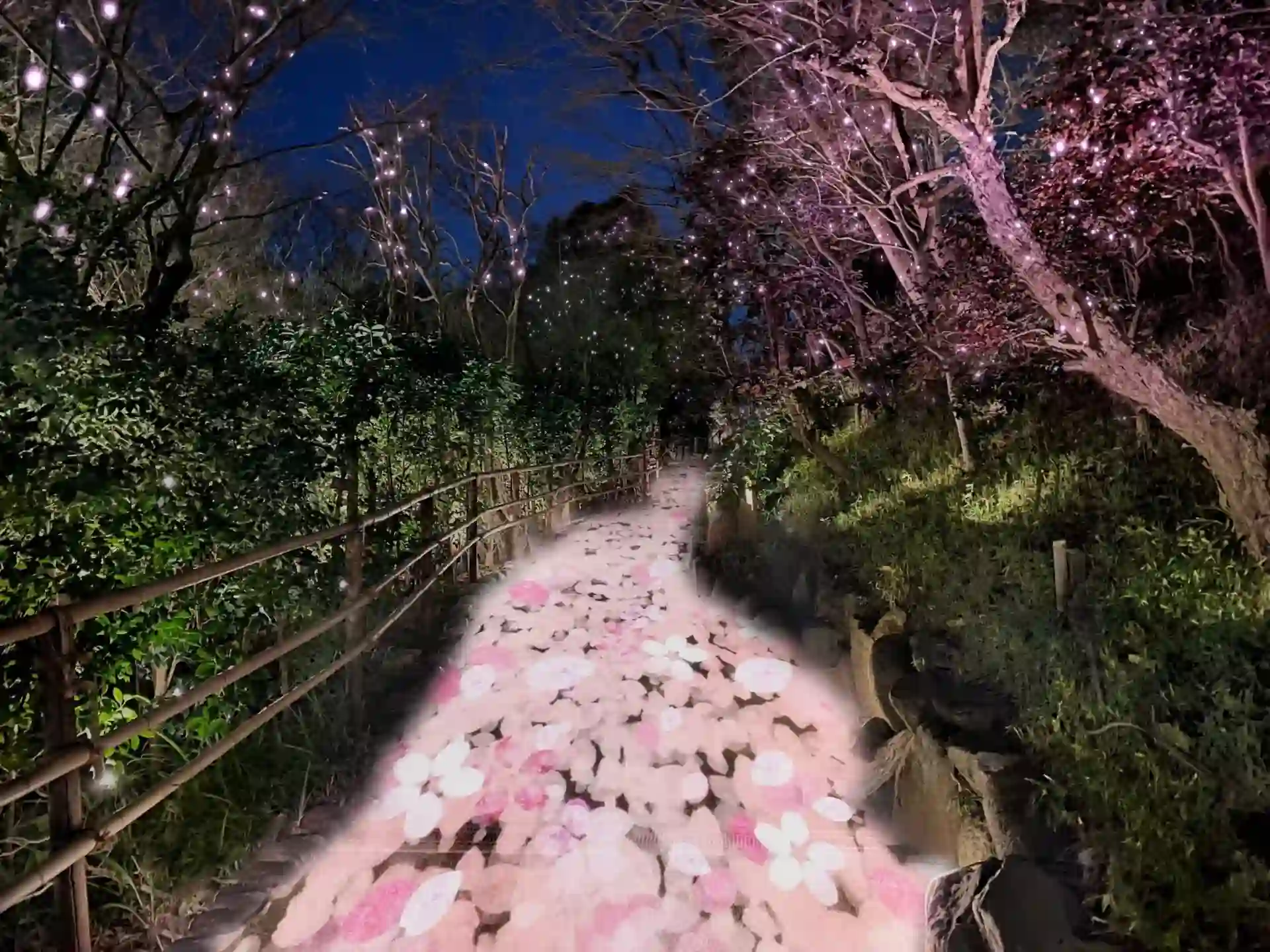 벚꽃의 오솔길(桜の小路)