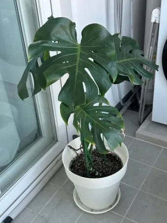 화분 노랗게 변함 원인 영양부족 과습해결 비료주기 조절 방법_2