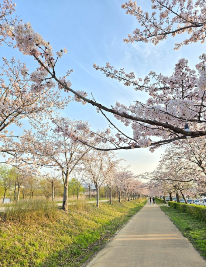 벚꽃 명소 추천