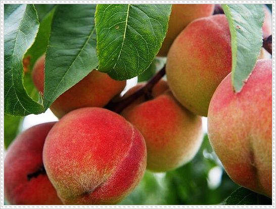 복숭아_효능